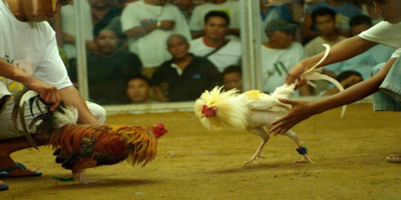 Đá gà cựa dao mang đến pha đối đầu mãn nhãn