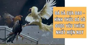 đá gà cựa dao ảnh đại diện