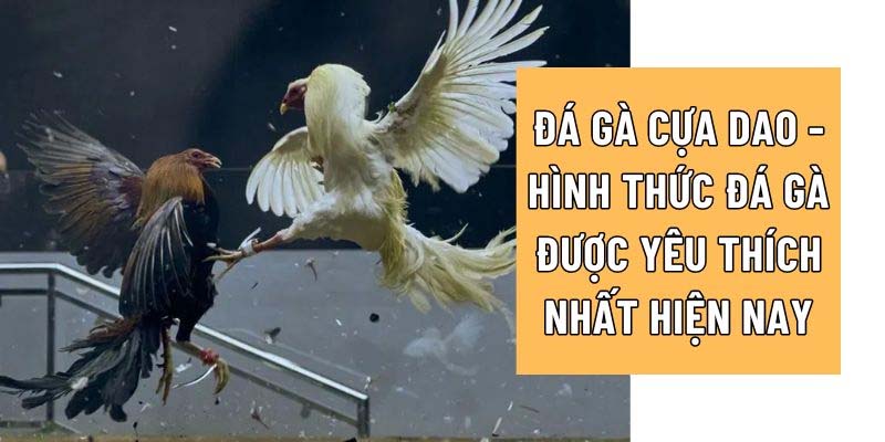 đá gà cựa dao ảnh đại diện