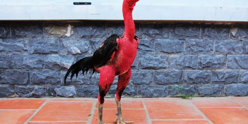 Khái niệm đá gà đòn được biết đến